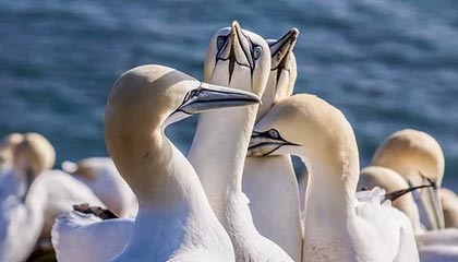 西亚球队迎战恶战，力争晋级