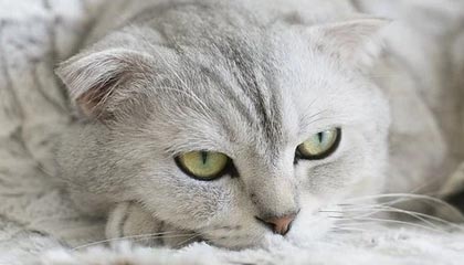 快船队表现神勇，全员贡献实现完胜