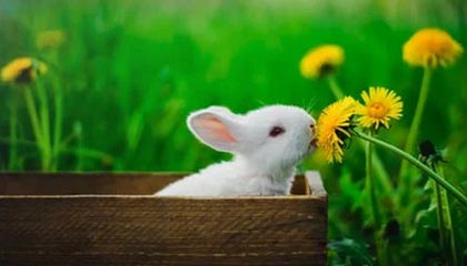 立陶宛选手激情奔放，登上金殿